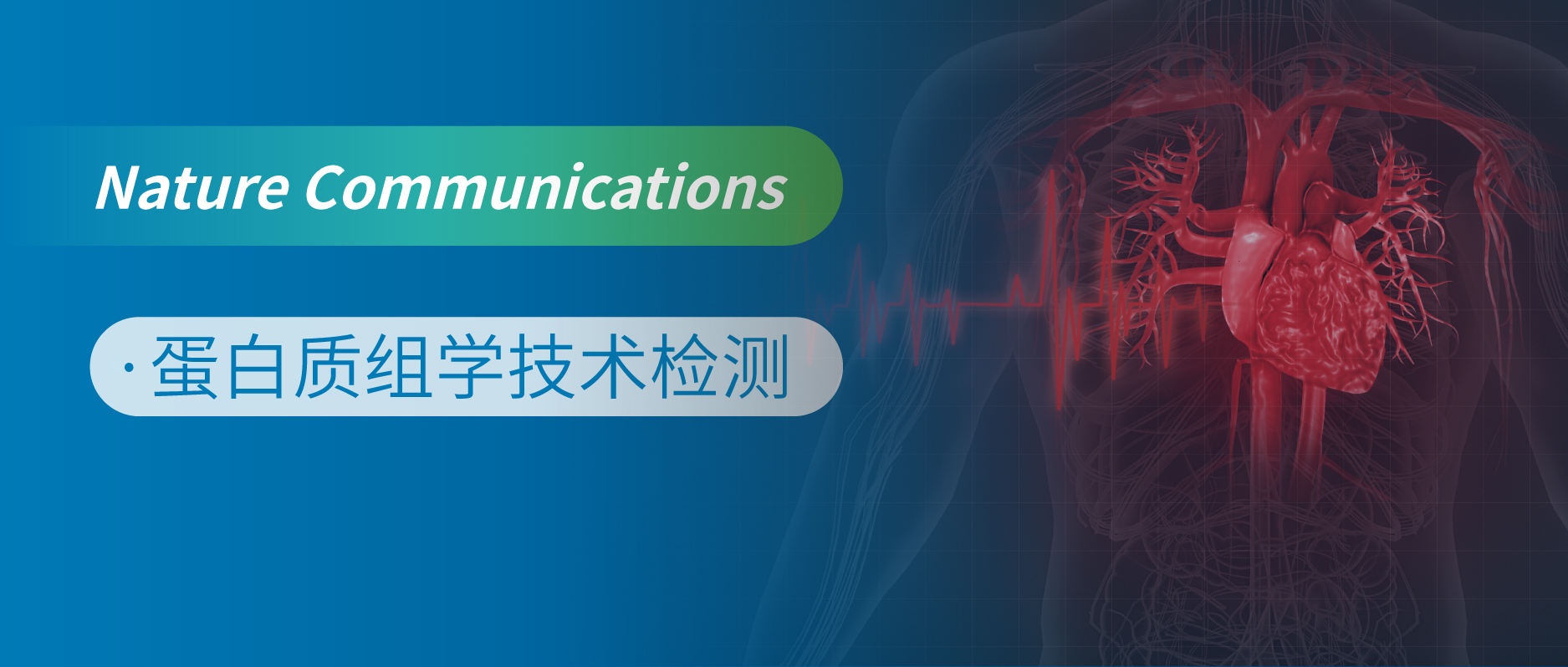 从胶条到心脏：蛋白质组学揭示ASPP1如何驱动纤维化进程
