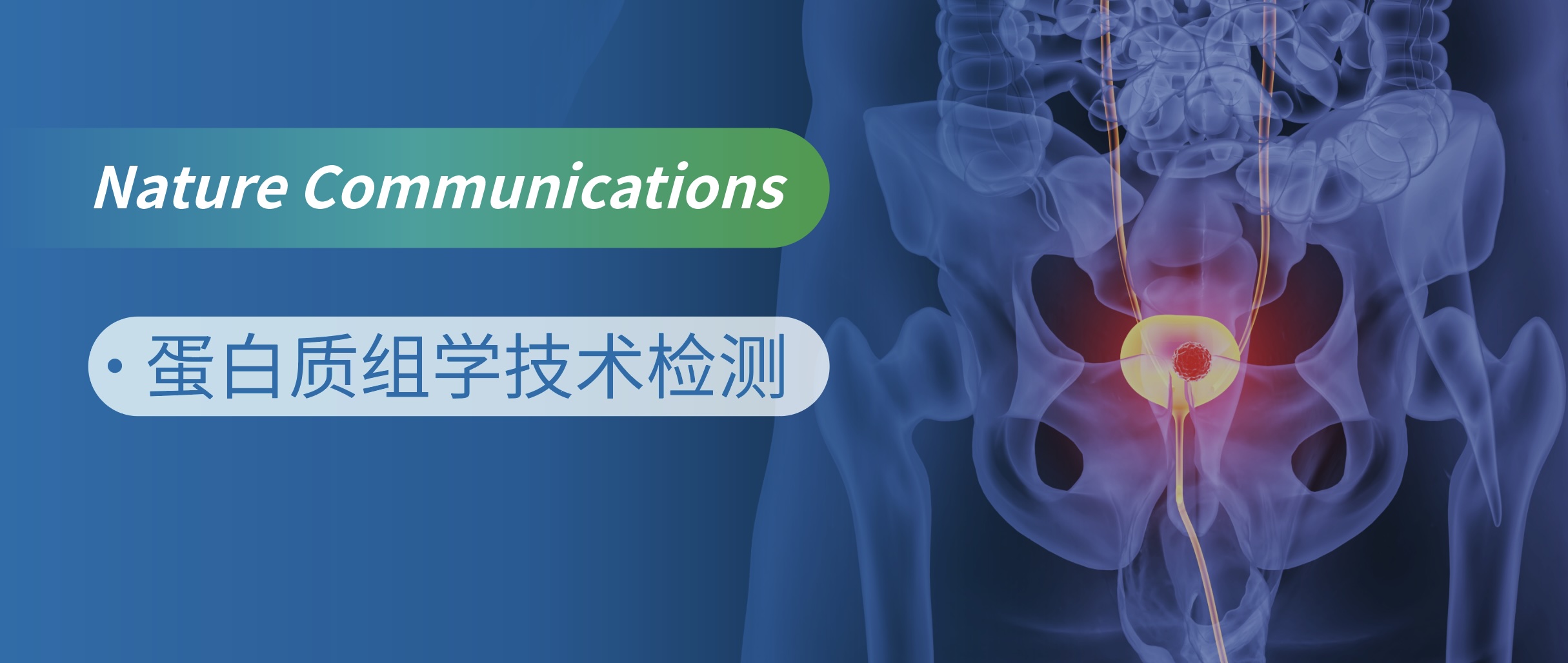 打破神经修复瓶颈：细胞绷带助力神经源性膀胱治疗新突破