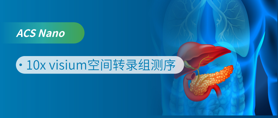 空间转录组技术揭示黑磷纳米材料调控胰腺癌成纤维细胞异质性的奥秘