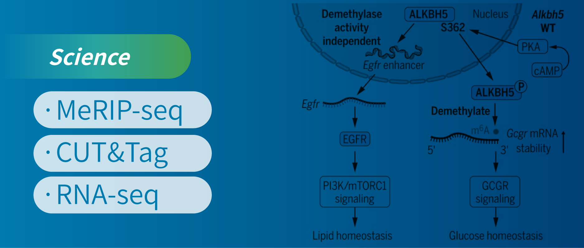 MeRIP-seq+CUT&Tag+RNA-seq表观多组学揭示肝糖脂代谢新机制