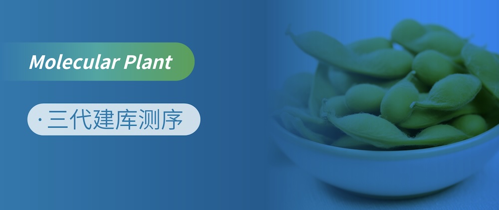 菜用大豆-毛豆的T2T组装与群体证据揭示其与粮用大豆的分化改良