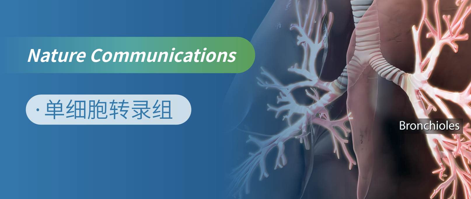 单细胞测序揭示肺前体细胞肺纤维化损伤修复机制