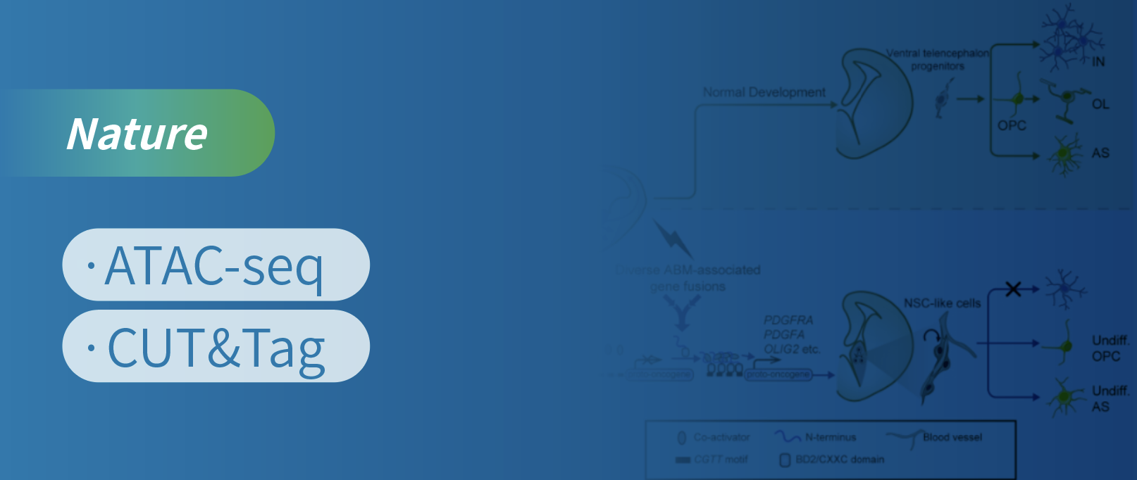 ATAC-seq & CUT&Tag助力解码星形母细胞瘤的发病机制