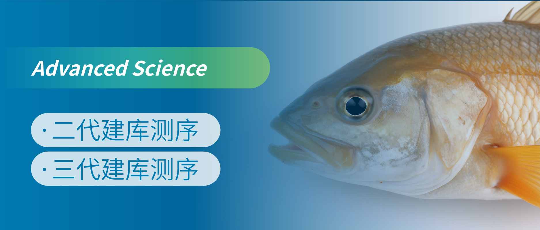 两个大黄鱼的T2T组装揭示其着丝粒结构及适应性进化