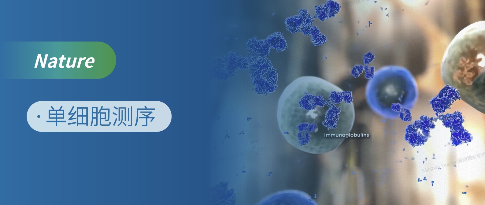 单细胞测序助力PLD4缺陷驱动系统性红斑狼疮新机制研究