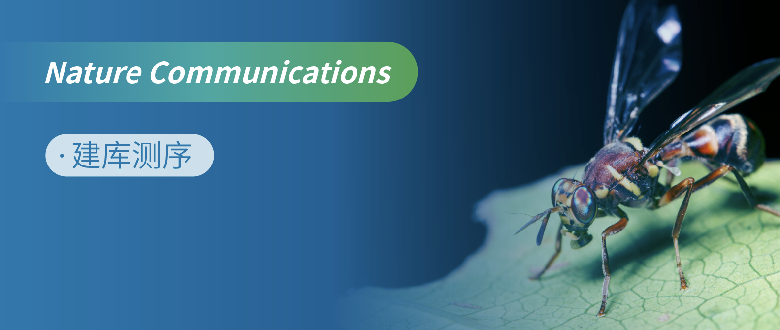 小微昆虫-基于单个个体的橘小实蝇T2T基因组组装