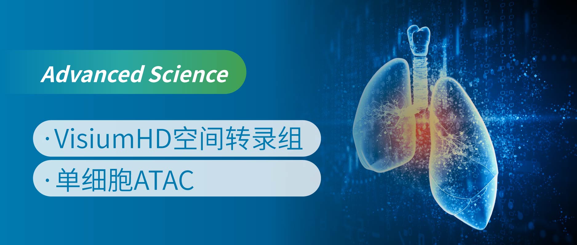 单细胞空间多组学揭示肺鳞癌新靶点：PTPRZ1-MDK轴如何驱动肿瘤发生